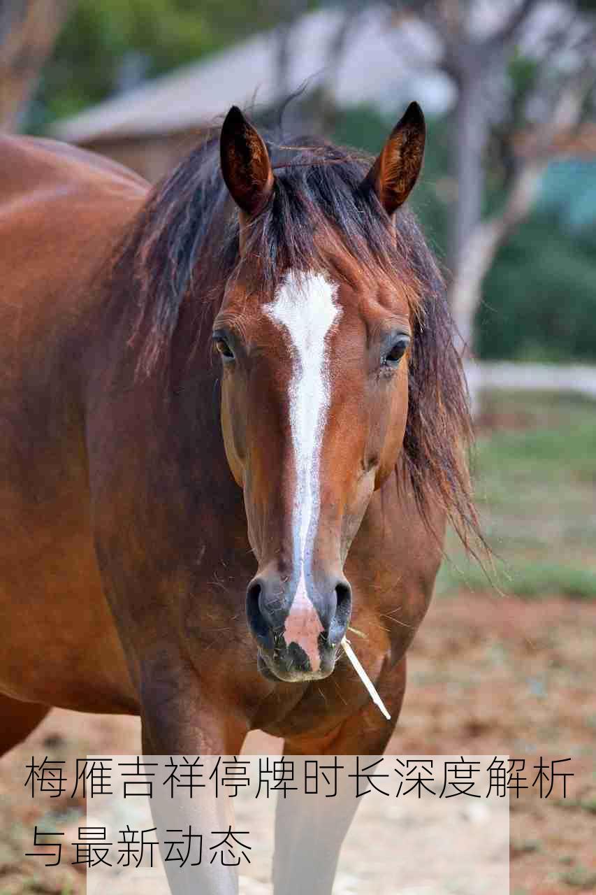 梅雁吉祥停牌时长深度解析与最新动态