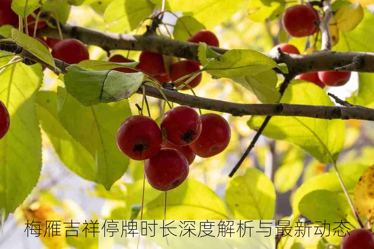 梅雁吉祥停牌时长深度解析与最新动态